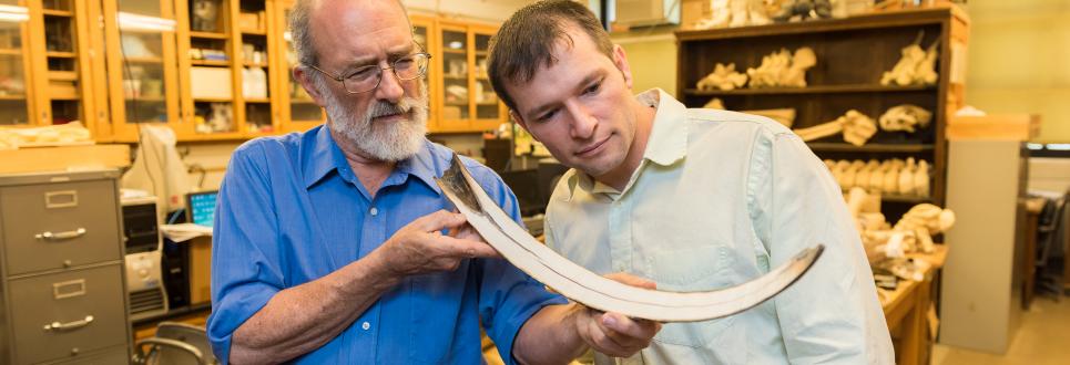 Researchers examining a tusk in a lab